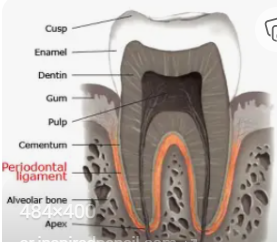 <p>Tiny fibers that hold your tooth firmly in its socket in the jawbone.</p>