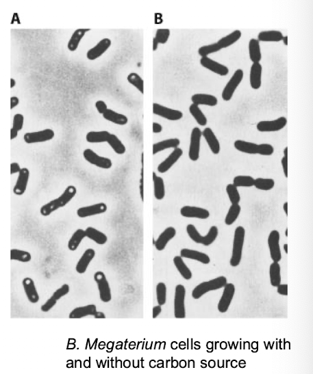 <p>Specialized structures- Storage granules: Types of organic polymers stored</p>