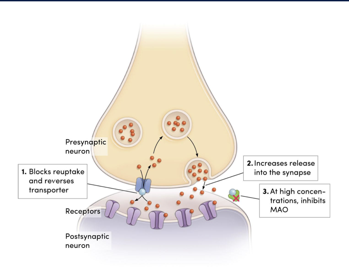 <ol><li><p>↑NE: sympathomimetic effects</p></li><li><p>↑5-HT: delusions + perceptual disturbances </p></li><li><p>↑DA: locomotor effects, psychotic side effects, reinforcing effects </p></li></ol><p></p>