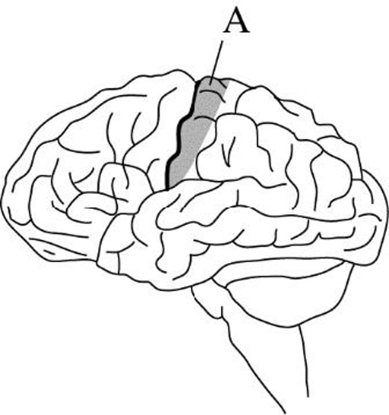 <p>Somatosensory cortex</p>