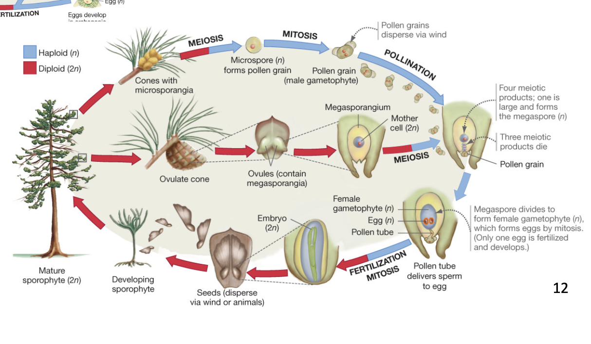 <ul><li><p>no longer dependent on water for mating</p></li><li><p>pollination</p></li><li><p>diploid life stage doing dispersal</p></li><li><p>gametophytes not free living - germinate on female tissue</p></li><li><p>reduced gametophyte stage&nbsp;</p></li></ul><p></p>