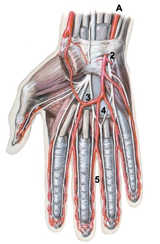 <p><span>What arteries are labeled #4 in the image?</span></p>