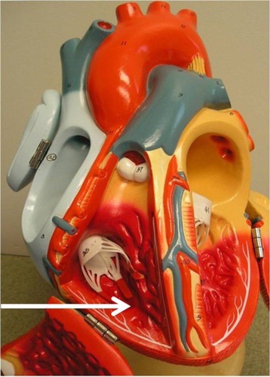 <p>chamber that pumps deoxygenated blood to the lungs through the pulmonary trunk (and then pulmonary arteries)</p>