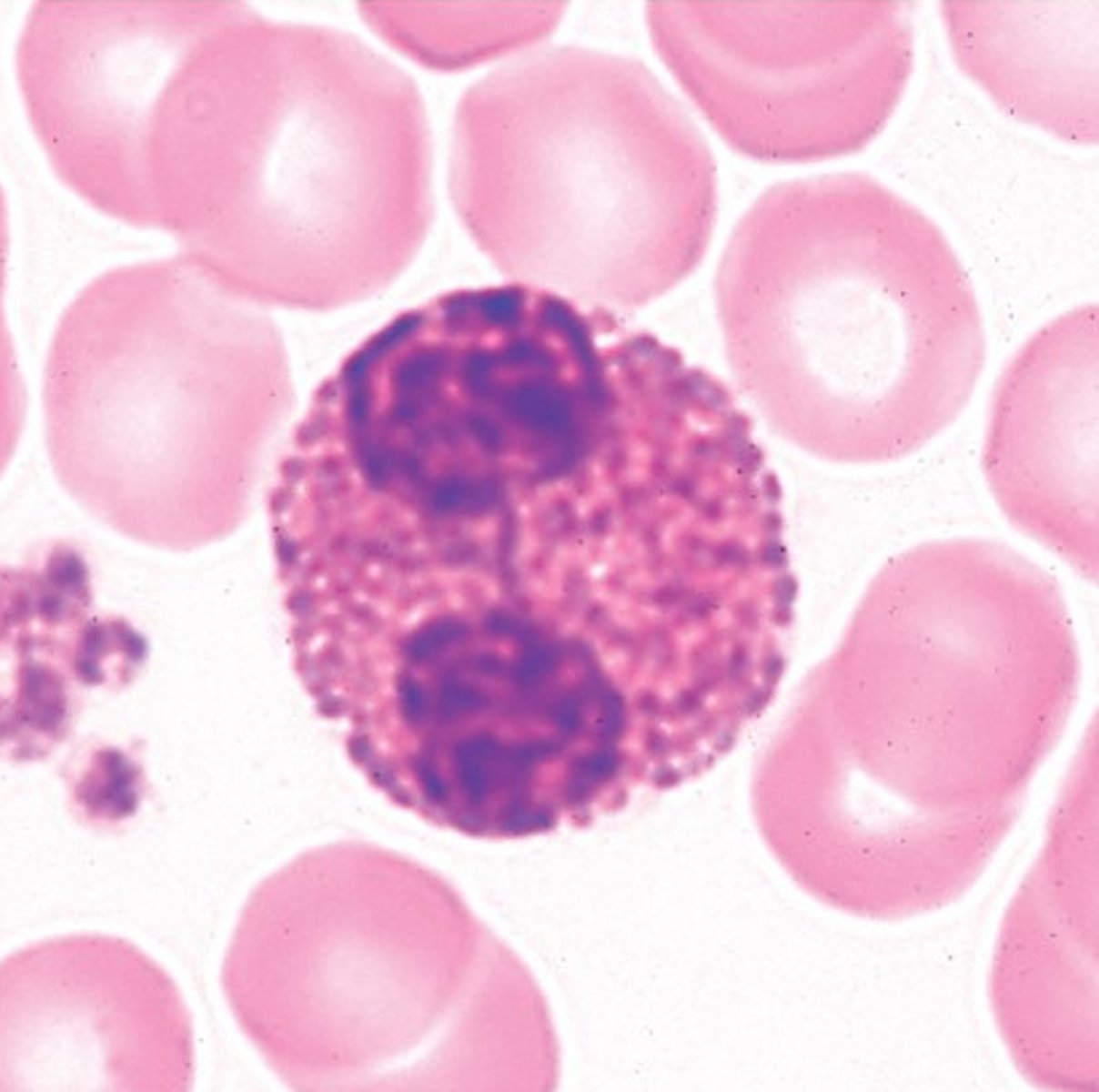 <p>Identify this leukocyte</p>