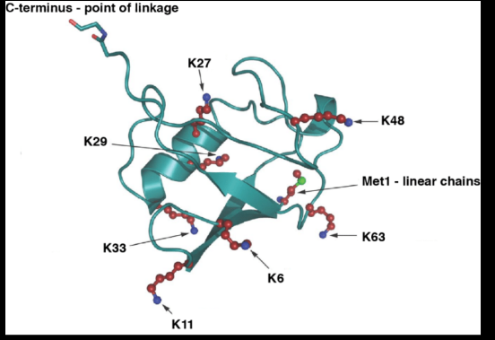 <ul><li><p>A 76-amino-acid polypeptide that is highly</p></li></ul><p>conserved in all eukaryotes</p><p>Adopts a compact globular fold, the β-grasp</p><p>or ubiquitin-like fold</p><ul><li><p>Covalent attachment of ubiquitin to target</p></li></ul><p>proteins is mediated by an elaborate</p><p>enzymatic conjugation cascade; in most cases,</p><p>lysine residues serve as acceptors for ubiquitin</p><ul><li><p>Can also be attached to the α-amino group</p></li></ul><p>of the N-terminal residue of a protein or to</p><p>serine or threonine residues via the formation</p><p>of a peptide bond or ester bond, respectively</p><ul><li><p>Can serve as its own substrate resulting in the</p></li></ul><p>formation of ubiquitin chains on target proteins (poly- ubiquitylation)</p><ul><li><p>Contains 7 lysine residues and each of these as well as</p></li></ul><p>its N-terminal residue can serve as an attachment site</p><p>for ubiquitin resulting in 8 homotypic, numerous</p><p>heterotypic chains and branched chains</p>