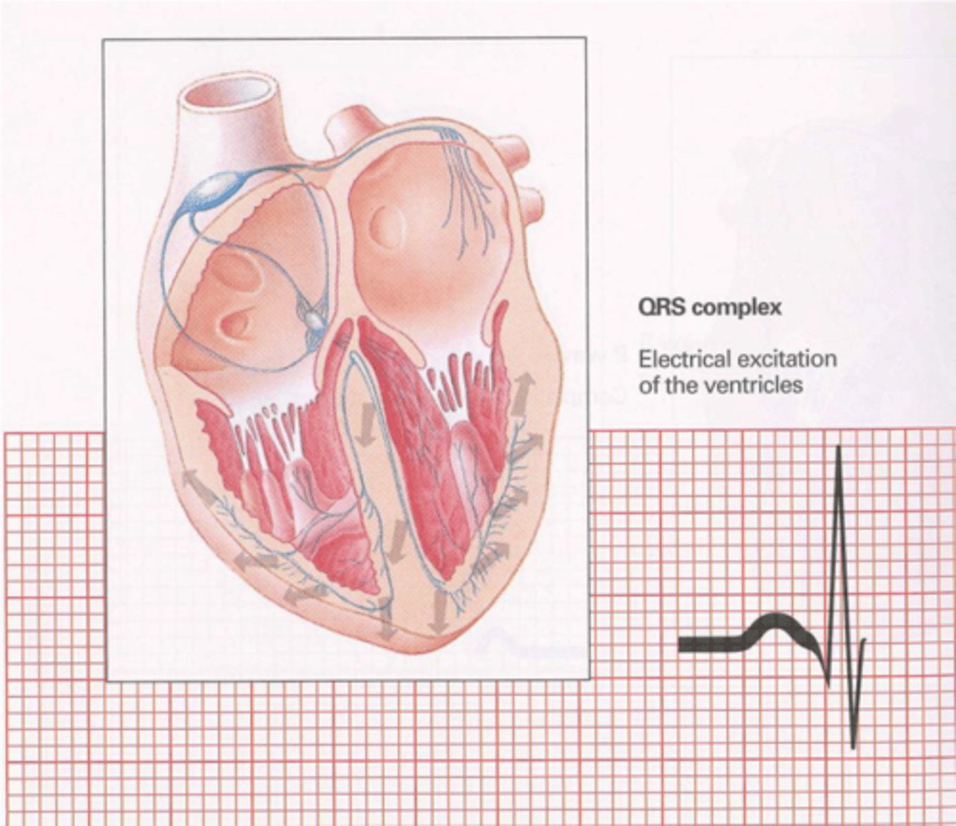 <p>Depolarisation of the ventricles through the Bundle of His, Left and Right Bundle Branches and Purkinje Fibres</p>