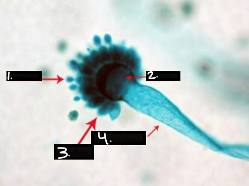 <p>What is this?</p><ol><li><p>?</p></li><li><p>?</p></li><li><p>?</p></li><li><p>?</p></li></ol><p></p>