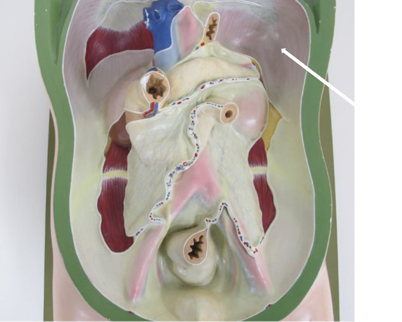 <p>deel peritoneum</p>