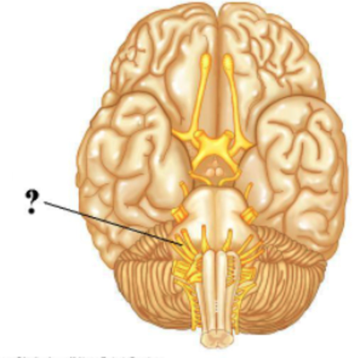 <p>Vestibulocochlear</p>