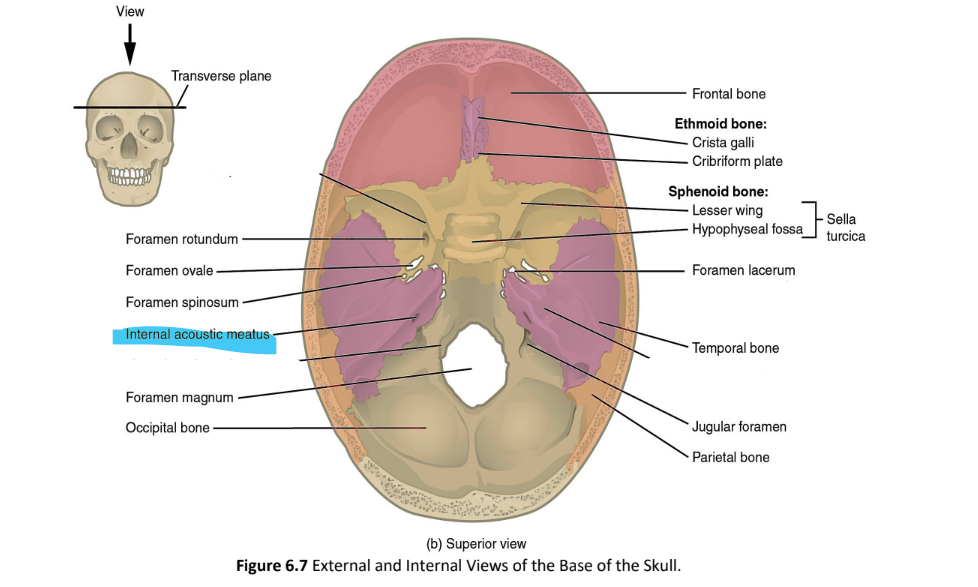 <p>internal acoustic meatus</p>