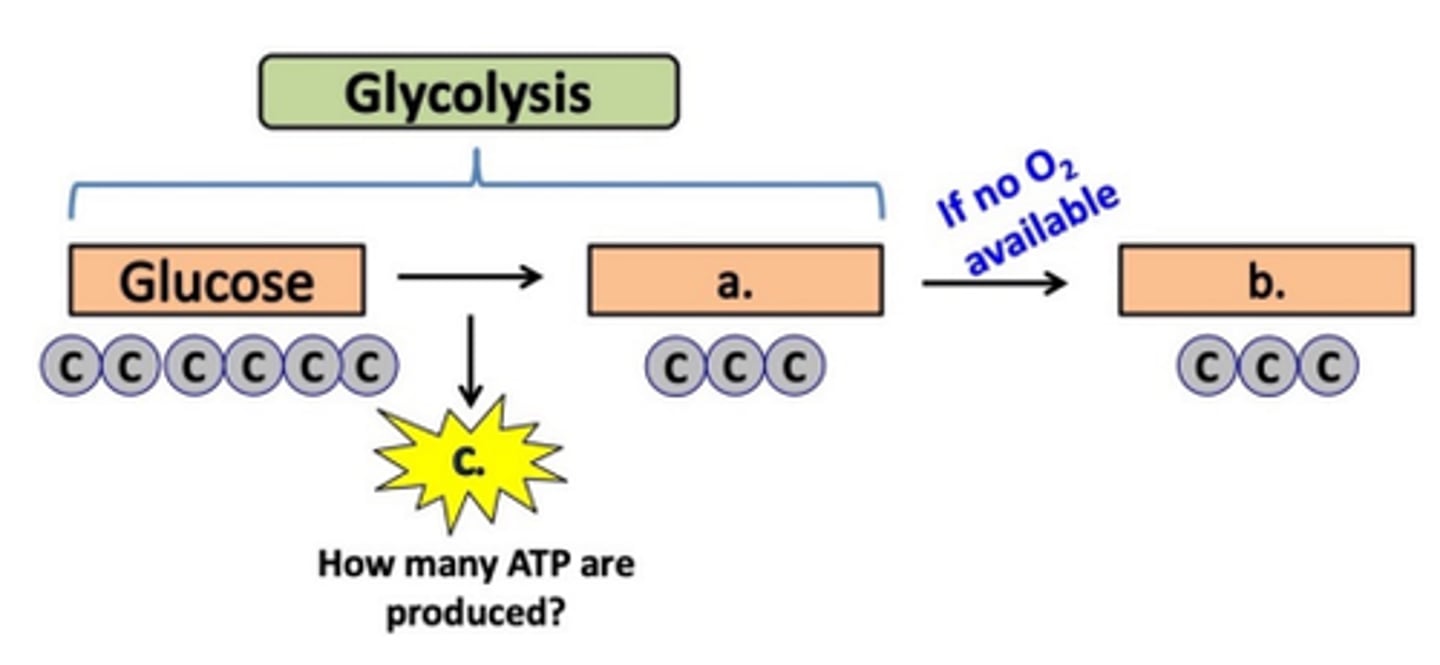 <p>a. pyruvic acid<br>b. lactic acid<br>c. 2 ATP</p>