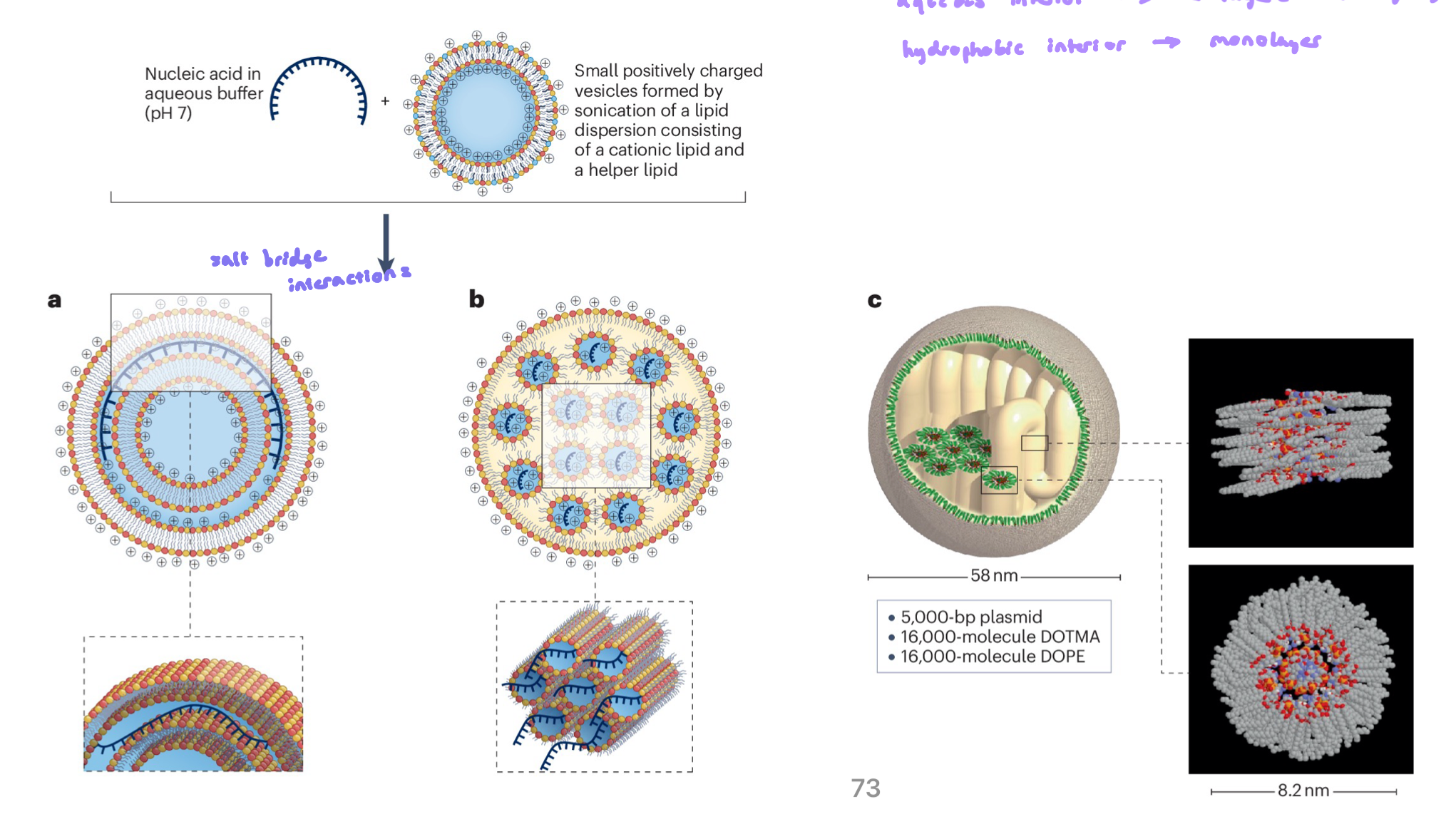 <ul><li><p>involves the electrostatic attraction and binding of anionic nucleic acids (like DNA) to cationic lipid vesicles</p><ul><li><p>process driven by the + charge of the lipid headgroups and - charged DNA backbone</p></li></ul></li><li><p>the strong attraction causes lipid bilayers to cluster together (aggregate) and sometimes disrupt (rupture) because the nucleic acid inserts b/w them</p></li><li><p>the result is a layered (multiamellar) structure, where sheets of lipid alternate with layers of condensed nucleic acid, like a sandwich&nbsp;</p></li></ul><p>If you want:</p><ul><li><p>aqueous interior → bilayer</p></li><li><p>hydrophobic interior → monolayer</p></li></ul><p></p>