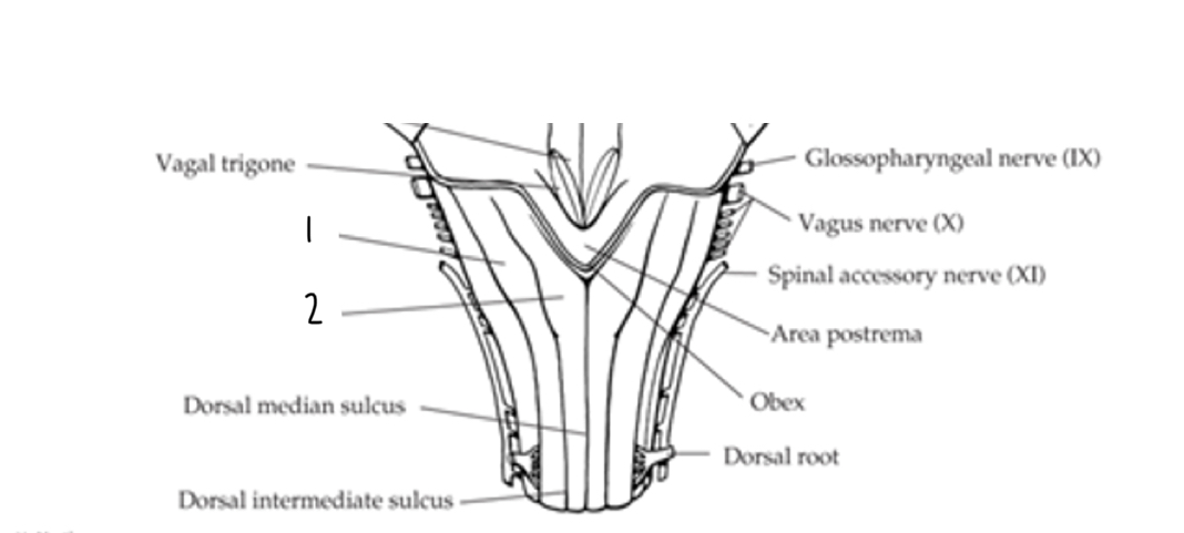 <p>What structure is labeled 1?</p>