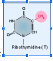 <p>RNA modification in which uracil is methylated (creates thymine in RNA strand)</p>