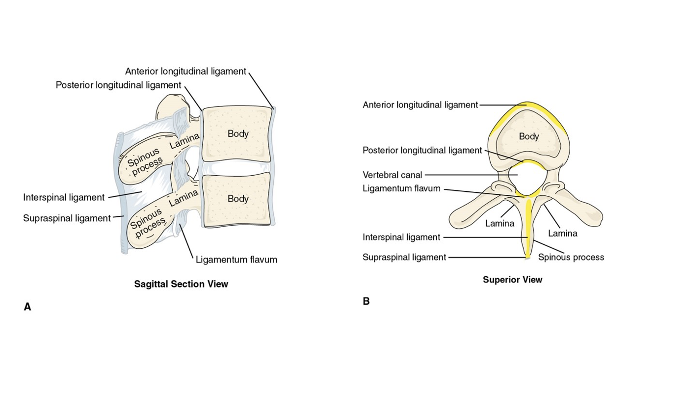 <p>are strong connective tissues that bind the vertebrae together, providing stability and support to the spine while allowing for a limited range of motion. </p>