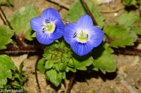 <p>Veronica persica - Plantaginaceae</p>
