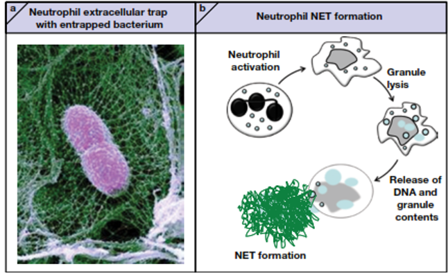 <p><span><span>•Neutrophils can do a neat trick – when they’re in an environment with many bacteria (they’re “surrounded”) they can lyse and release their DNA into the ECF</span></span></p><p><span><span>§Known as a NET – a neutrophil extracellular trap</span></span></p><p><span><span>§NETs are “sticky” – </span><mark data-color="yellow" style="background-color: yellow; color: inherit;"><span>most bacteria are trapped in the chromatin</span></mark></span></p><p><span><span>§Histones are toxic to many bacteria</span></span></p><p><span><span>§The granule contents will remain close to the NETs and help with killing bacteria, even after the neutrophil itself is dead</span></span></p>