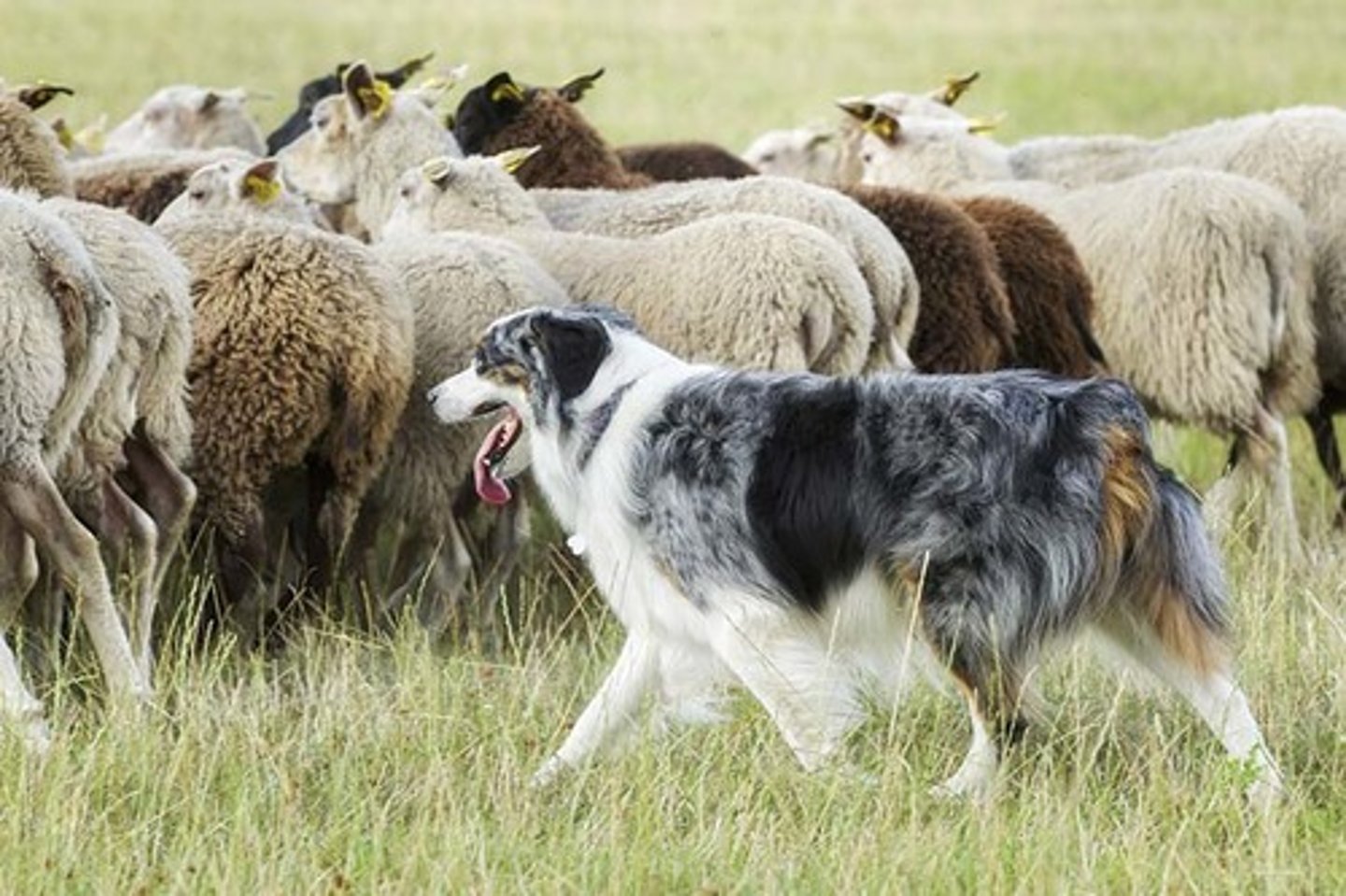 <p>Smart, Work-Oriented, Exuberant</p><p>AKC Breed Popularity: Ranks 16 of 194</p><p>Height: 20-23 inches (male), 18-21 inches (female)</p><p>Weight: 50-65 pounds (male), 40-55 pounds (female)</p><p>Life Expectancy: 12-15 years</p><p>Group: Herding Group</p>