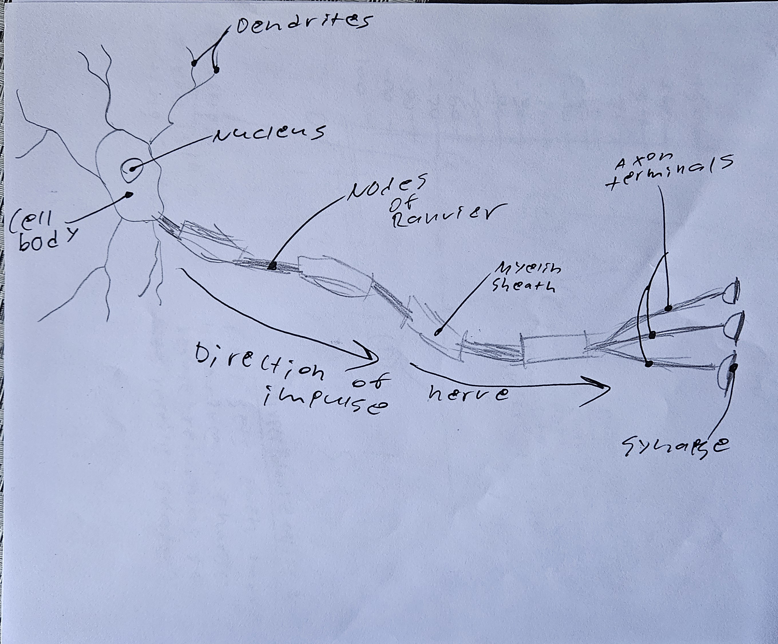 knowt flashcard image