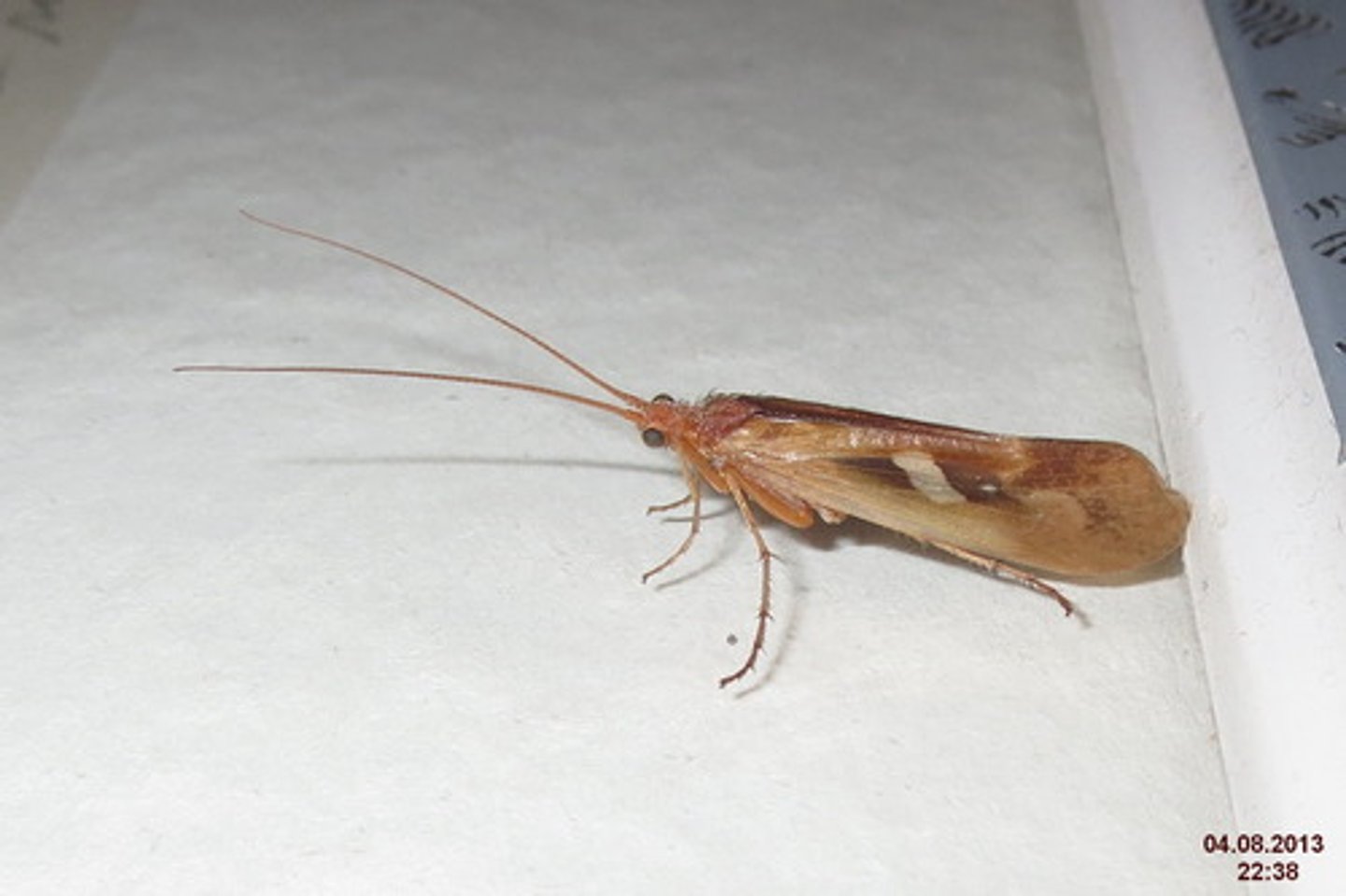 <p>Trichoptera</p><p>- Related to butterflies &amp; moths (lepidoptera)</p><p>- Larvae have various feeding habits depending upon species (larval variability)</p><p>- Shredders/scrapers/collectors - larvae mostly feed on periphyton (layer of algae)</p>