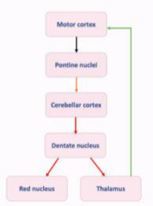 <p><span><span>Carries information from the dentate nucleus through the superior cerebellar peduncle to the cerebral cortex via the thalamus</span></span></p><p><span><span>Planning of motor activity</span></span></p><p><span><span>Movements then executed via the corticospinal tract</span></span></p>