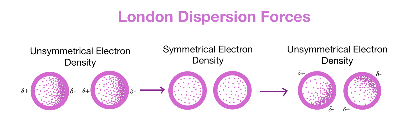 <p>True , dispersion forces (also known as London dispersion forces) are experienced by all molecules, regardless of whether they have permanent dipoles or not, as they arise from temporary fluctuations in electron distribution within the molecule</p>