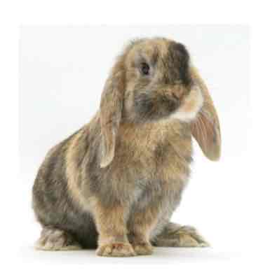 <p>Small, med</p><p>2-2.5kg</p><p>Friendly </p>