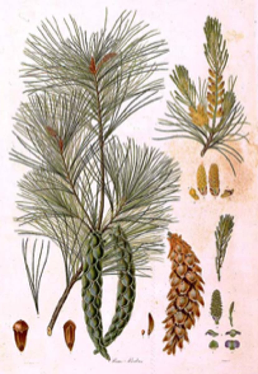 <p>Soft needles in bundles of 5, long slender cones; campus, Jamesburg, Sandy Hook.</p>