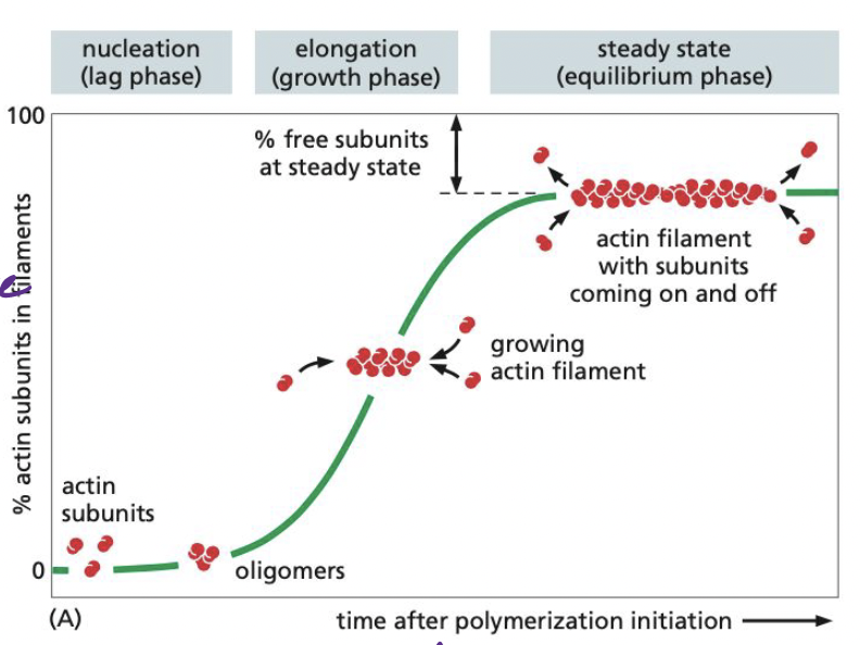 <p>Nucleation = actin subunits bind to one another to form nucleus, from which filament elongates with addition of more subunits</p><p>The lag phase → corresponds with time it takes for nucleation (initial subunits coming together)</p><p>The growth phase → occurs as subunits add onto and elongate the filament</p><p>The equilibrium phase → addition of new subunits and disassembly of subunits keeps fiber at constant size</p>