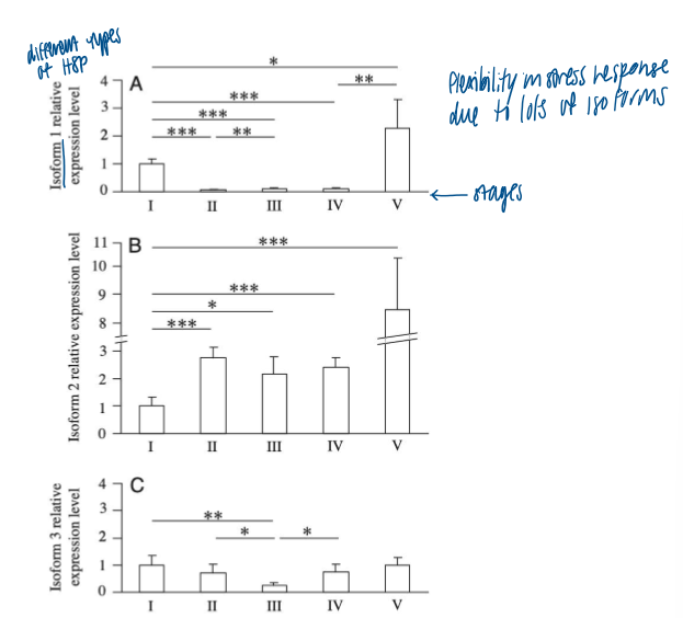 <p>flexibility in stress response due to lots of protein isoforms (applies to all stages and different proteins) </p><ol><li><p>active nomal </p></li><li><p>transition during dessication </p></li><li><p>14 days in cryptobiosis </p></li><li><p>transition to rehydration </p></li><li><p>rehydrated, active </p></li></ol><p></p>