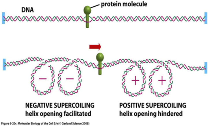 <p>Ahead of the protein</p><p>Behind the protein</p><p>Topoisomerase I and DNA gyrase</p>