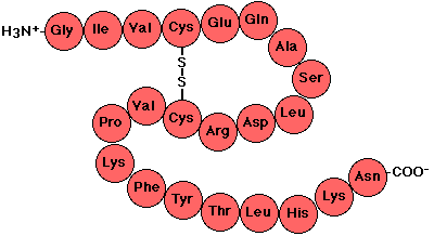 <p>chain of linked amino acids</p>