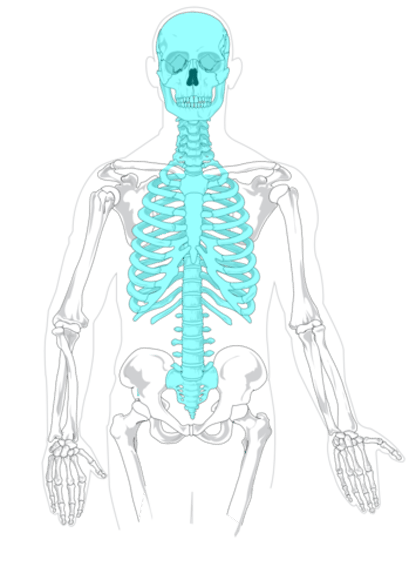 <p>bones at the core of the endoskeleton like the skull, vertebral column, and rib cage</p>