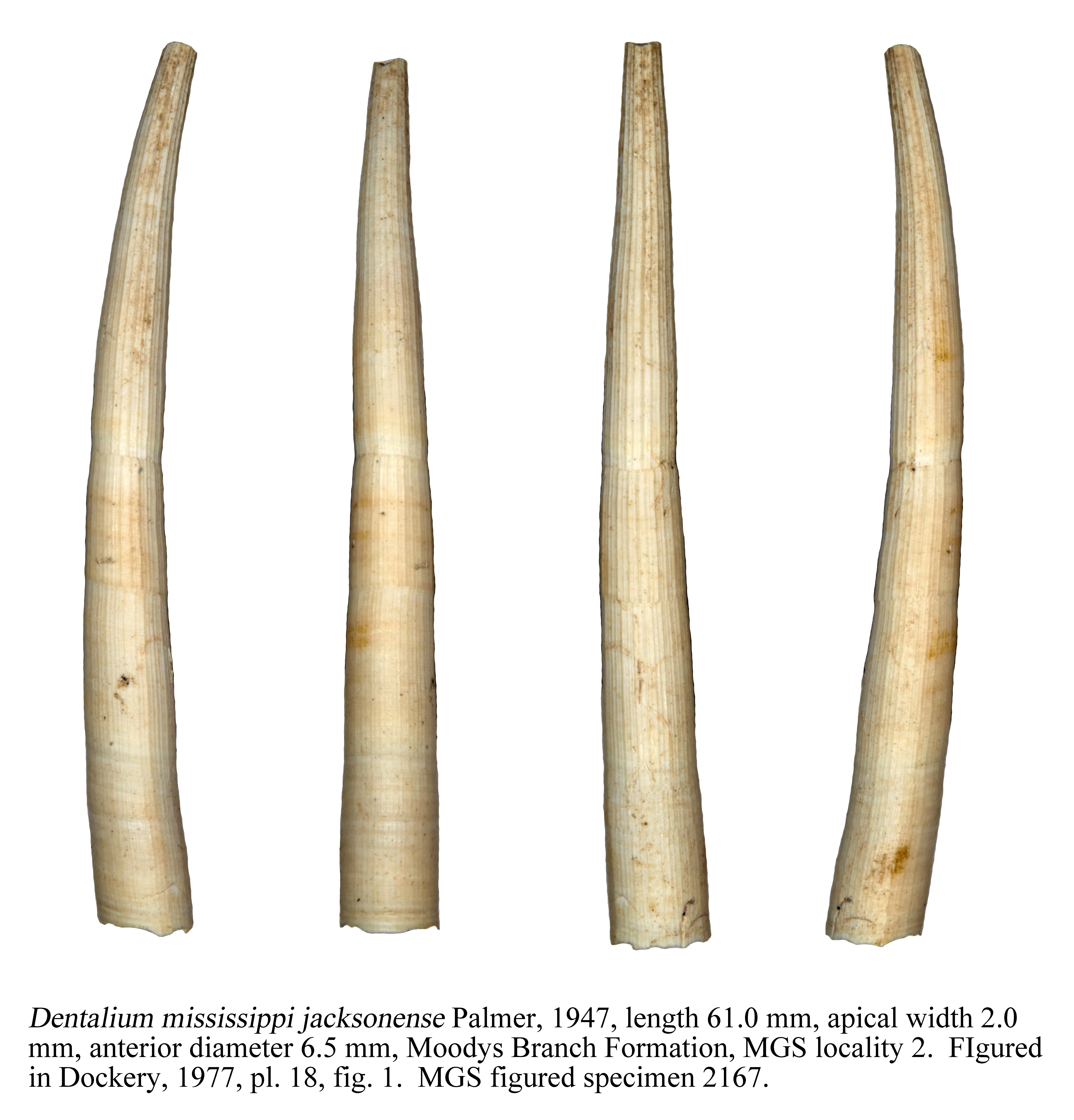 <p>name phylum and class&nbsp;</p>