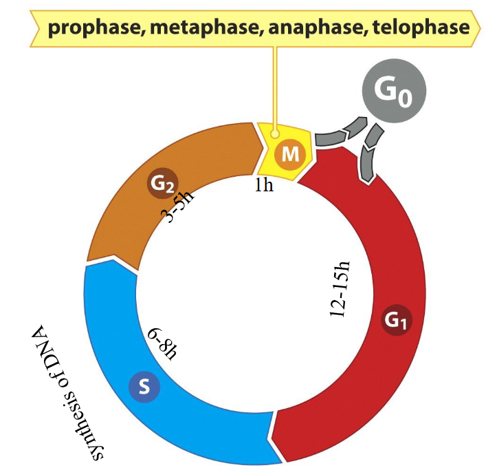 <p><span>The mammalian cell cycle is divided into four phases:</span></p>