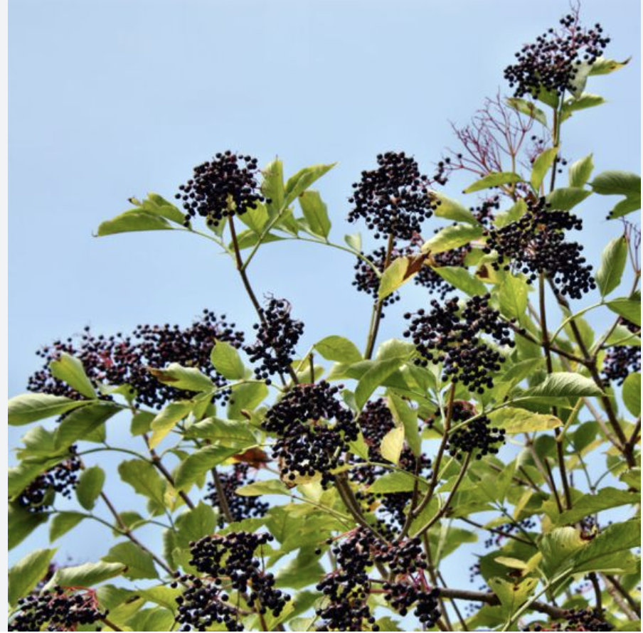 <p>elderberry</p>