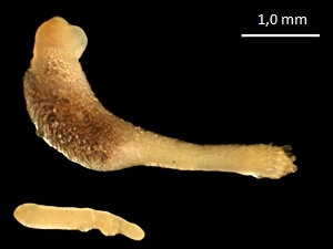 <ul><li><p>Worm like</p></li><li><p>No shell - has scales</p></li><li><p>Rudimentary mantle on the posterior region</p></li><li><p>Foot reduced or absent</p></li><li><p>Close relative of chitons</p></li></ul><p></p>