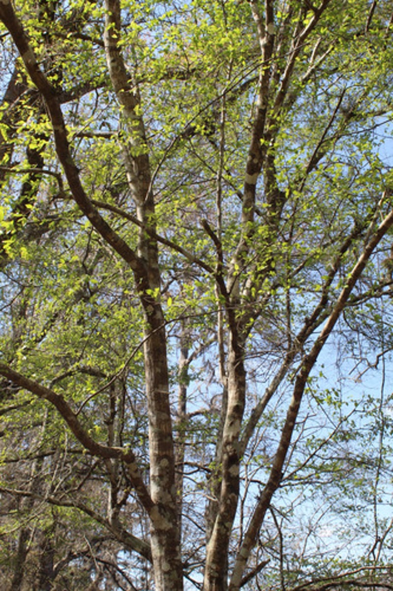 <p>what is the name of the tree pictured here?</p>