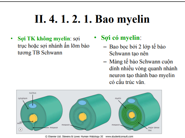 <p>Tế cả sợi trục của thần kinh ngoại biên đều được bao bởi Tb schwann(dù có bao hay ko bao)</p><p>Ở tế bào không bao thì bào tương schwann lõm vào cho sợi trục gắn</p><p>Ở TB có bao thì 1 phần màng sinh chất của schwann rút bào tương ra, 2 màng ép sát lại và xoắn nhiều vòng quanh sợi trục</p>