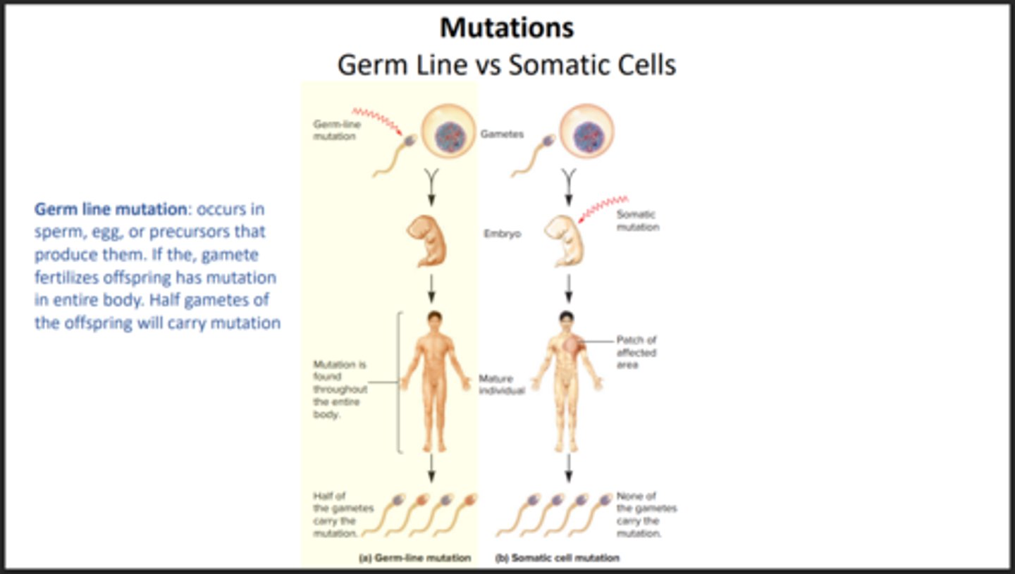 <p>Mutation that occurs in Sperm/Egg and is able to be passed down onto offspring.</p>