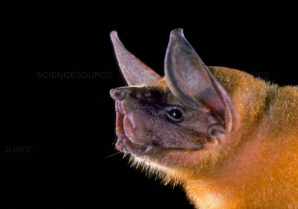 <p>Greater Bulldog Bat</p>