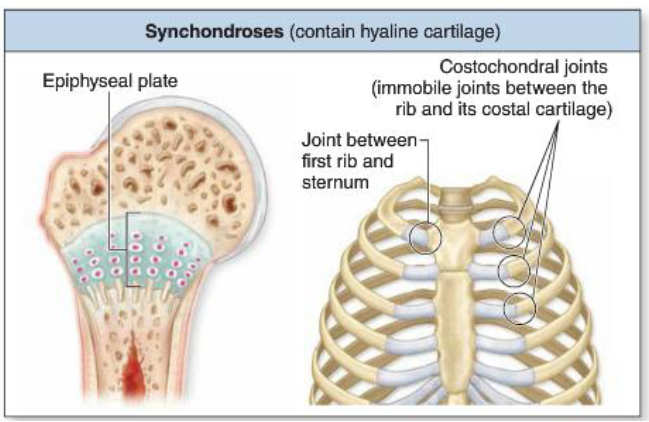 <p>Contain hyaline cartilage</p><ul><li><p>Epiphyseal plate, joint between first rib and sternum, costochondral joints</p></li></ul><p></p>