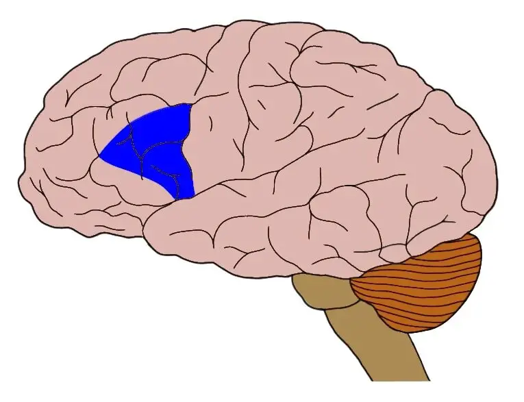 <p>part of frontal lobe, only in LEFT hemisphere, responsible for producing speech</p>