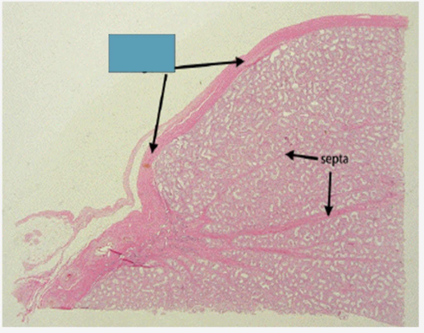 <p>Identify the structure</p>