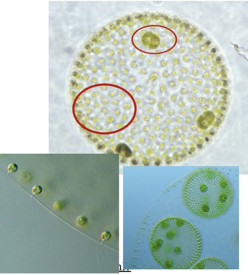 <p>Identify the chlorophyte</p>