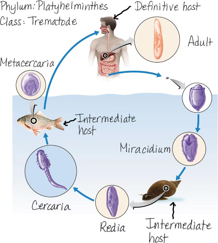 <ol><li><p>view image</p></li><li><p>snail, fish</p></li><li><p>human/mammals</p></li><li><p>Phylum: Platyhelminthes, Class: Trematode</p></li></ol><p></p>