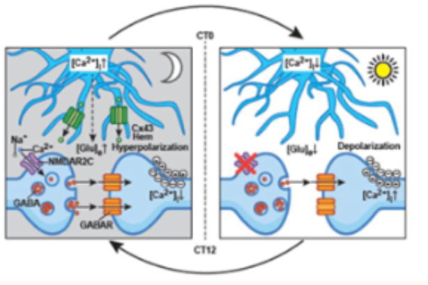 <p>at night:</p><ul><li><p>astrocytic intracellular calcium us high&nbsp;</p></li><li><p>astrocytes release ore extracellular glutamate&nbsp;</p></li><li><p>this activates presynaptic NMDA receptors (NMDAR2C)</p></li><li><p>this increases GABA release = neurons fire less&nbsp;</p></li></ul><p></p><p>in day:</p><ul><li><p>clearance of extracellular glutamate by reduced astrocytic glutamate release</p></li><li><p>relieves GABAergic tone&nbsp;</p></li><li><p>leads to depolarisation and increased electrical firing of SCN neurons</p></li></ul><p></p>