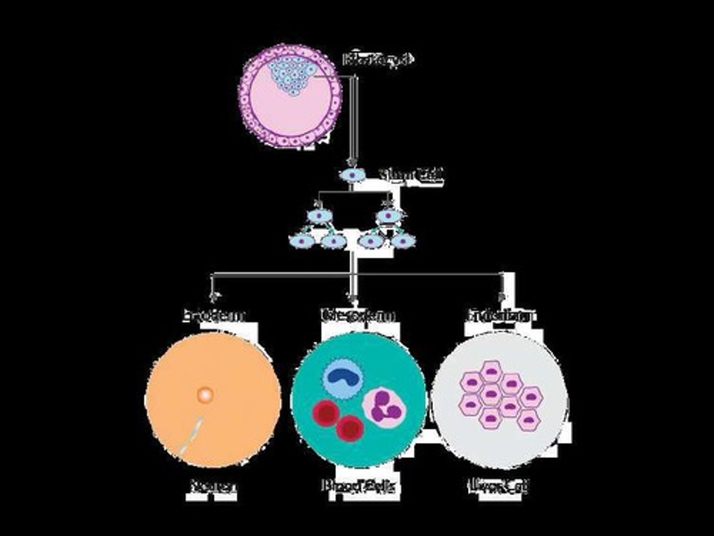 <p>Neurulation is the development of the nervous system, initiated by the formation of the notochord from mesoderm cells, leading to the formation of the neural tube.</p>