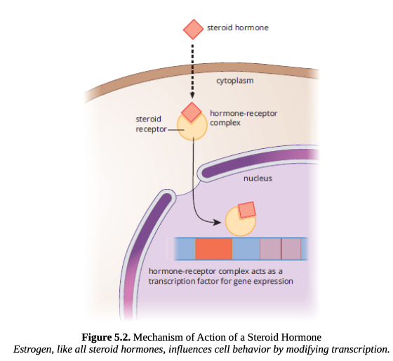 <p>steroid hormones </p>