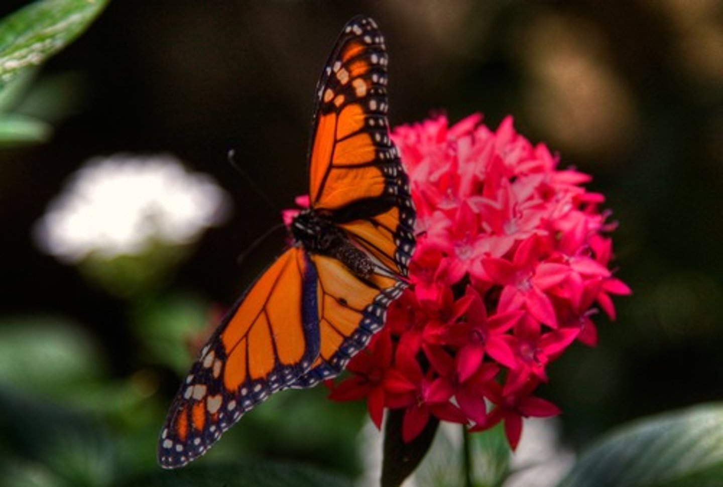 <p>wild life and plant life</p>